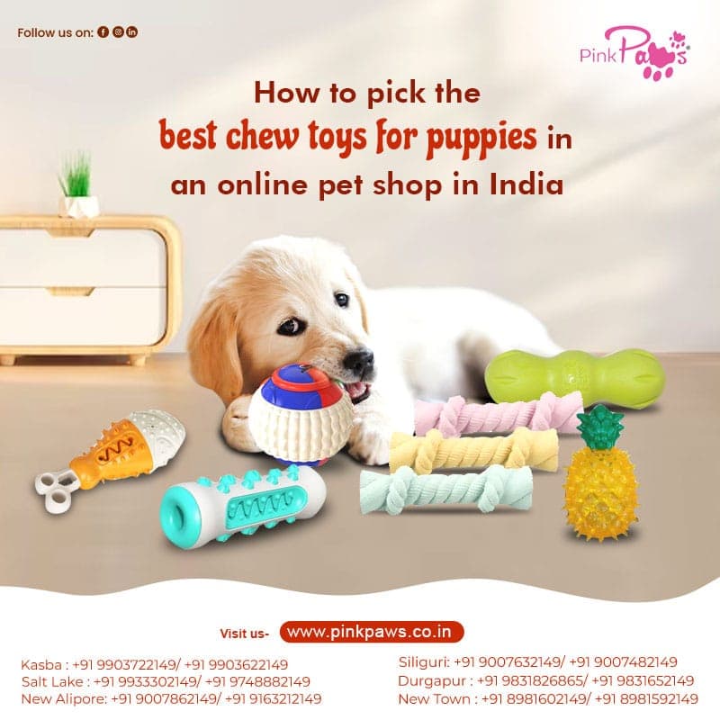 How to pick the best chew toys for puppies in an online pet shop in India