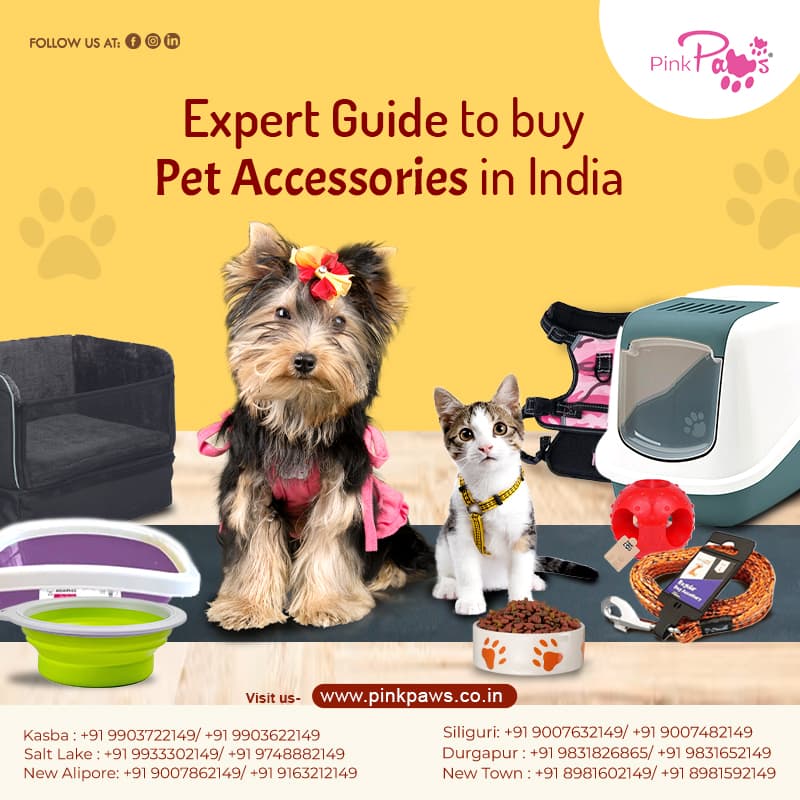 Expert Guide to buy Pet Accessories in India