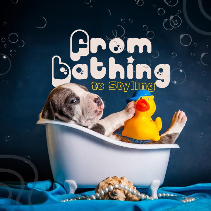 The Ultimate Guide to Pet Grooming Services: From Bathing to Styling