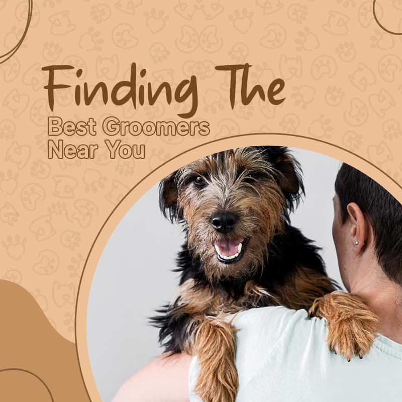 Dog Haircuts, Baths & More: Finding the Best Groomers Near You