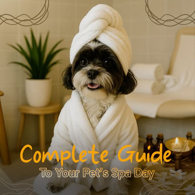 The Complete Guide to Your Pet’s Spa Day Experience