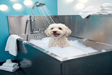 BIO GROOM & EARTH BATH - SPECIAL BATH