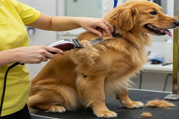 BIO GROOM & EARTH BATH- HAIR CUTTING