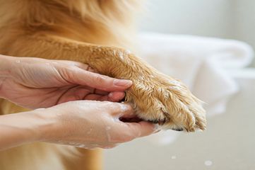 PAWS CLEANING