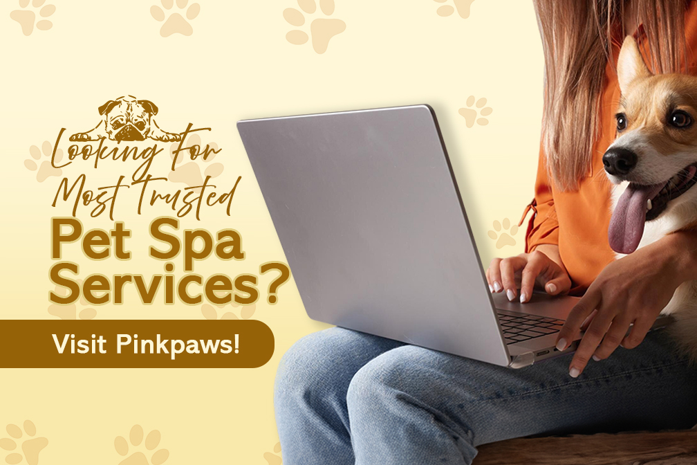 Looking-for-most-trusted-pet-services-Visit-Us