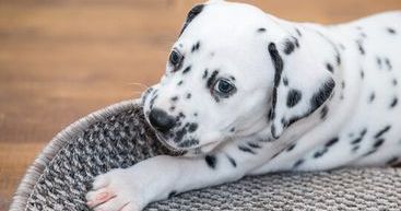 Dalmation