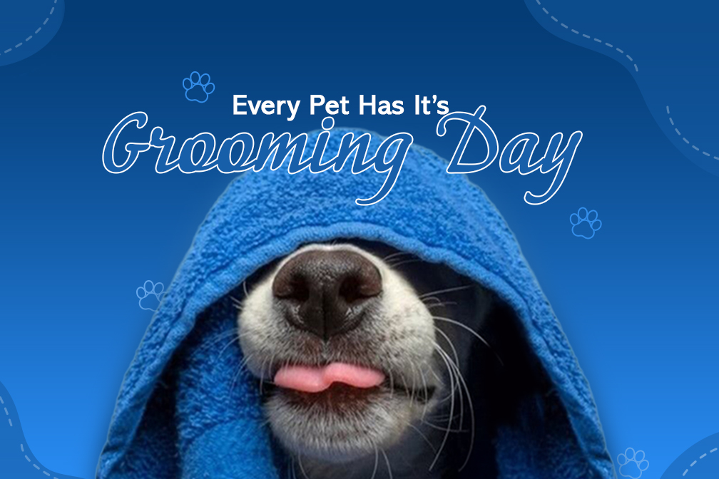 every-pet-has-its-grooming-day